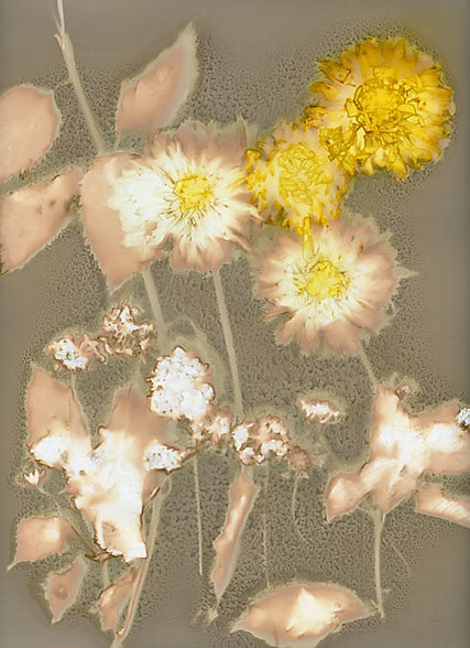 DAHLIA